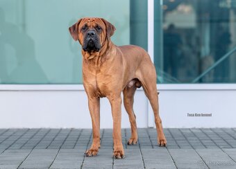 Tosa inu - krycí pes - 5