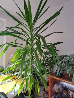 Ficus Benjamina a iné - 5