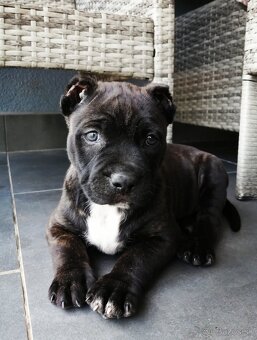 American Bully XL, šteniatko 9 týždňov / psík - 5