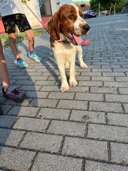 Welsh springer spaniel šteniatko - 5