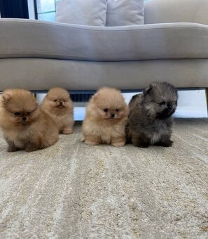 Pomeranian mini - 5