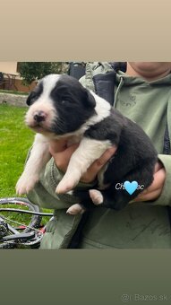 🐾 Predám šteniatka border kólie – narodené 4.10.2025 🐾 - 5