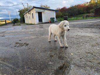 SAO stredoazijsky ovciarsky pes - 5