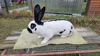 Nemecky obrovity strakac cierny - 5