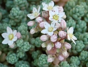 Rozchodniky(Sedum) - 5