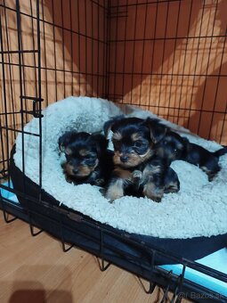 Yorkshirsky teriér - 5