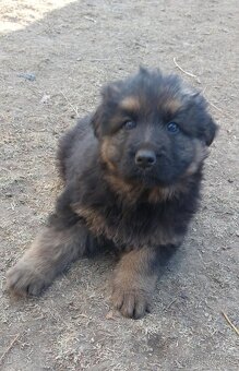 Nemecký ovčiak šteniatka - 5