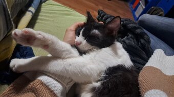 Darujem kastrovanú mačičku - 5