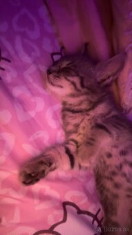 🐾domáca mačka🐾menom Oliver🐈 - 5