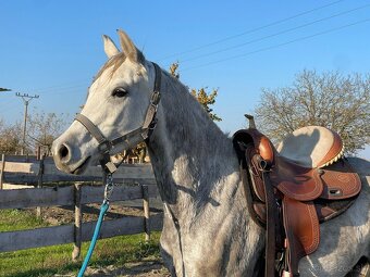 Arabský plnokrvník - 5