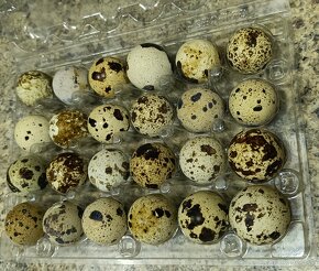 Prepeličie vajíčka - 5
