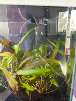 Zabehnuté akvárium Aquael 54L s príslušenstvom - 5