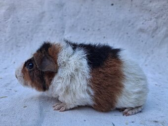 Morčatá US-TEDDY - 5