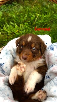 Australský ovčák bez PP - 5