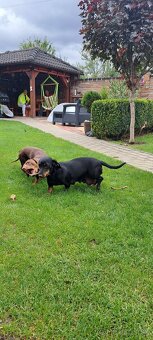 Predám jazvečíkov - 5