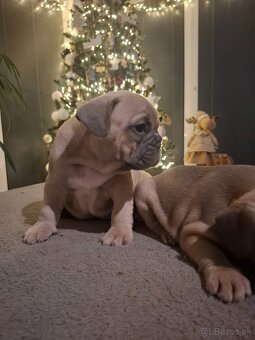 Francúzsky buldoček - 5