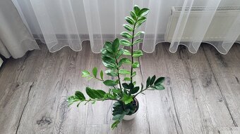 Zamiokulkas (Zamioculcas zamiifolia) - 5