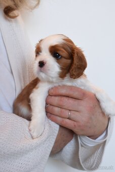 Šteniatka Cavalier King Charles Spaniel - 5