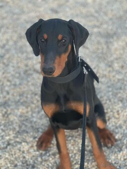 Darujem Doberman s FCI PP - 5