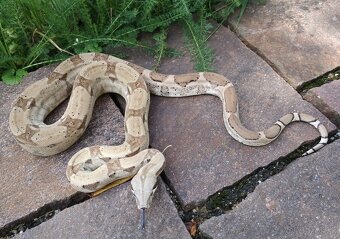 Boa imperator - Jungle Ghost het VPI, VPI Jungle - 5