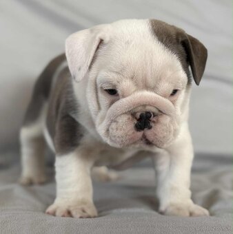 Anglicky Bulldog-steniatka - 5