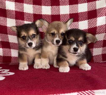 Welsh Corgi Pembroke - 5