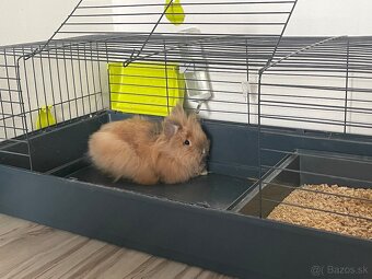 Zakrslý králik - 5