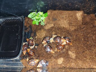 Achatina africké slimáky - 5