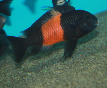 Tropheus dubois maswa , moliro , nkonde , bemba - 5