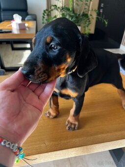 Doberman - 5