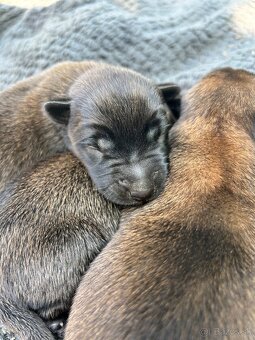 Belgicky ovčiak malinois - 5