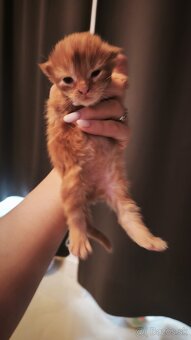 Ryšavý kocúrik Maine coon k rezervácii, aj na splátky - 5
