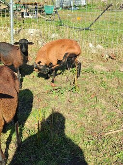 Baran kamerunský - 5