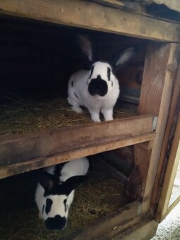 Nemecký obrovitý strakáč - 5