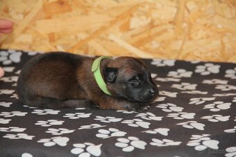 Belgický ovčiak malinois - 5