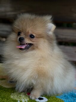 Pomeranian Mini fenečka PP FCI - 5
