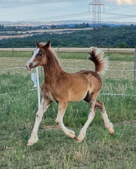 Hřebec Welsh Cob v atraktivní barvě - 5