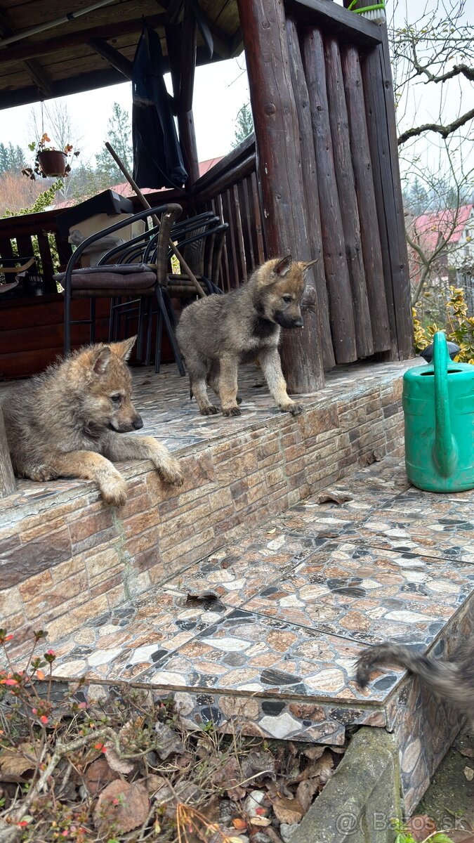 Šteniatka- Československý vlčiak - 6