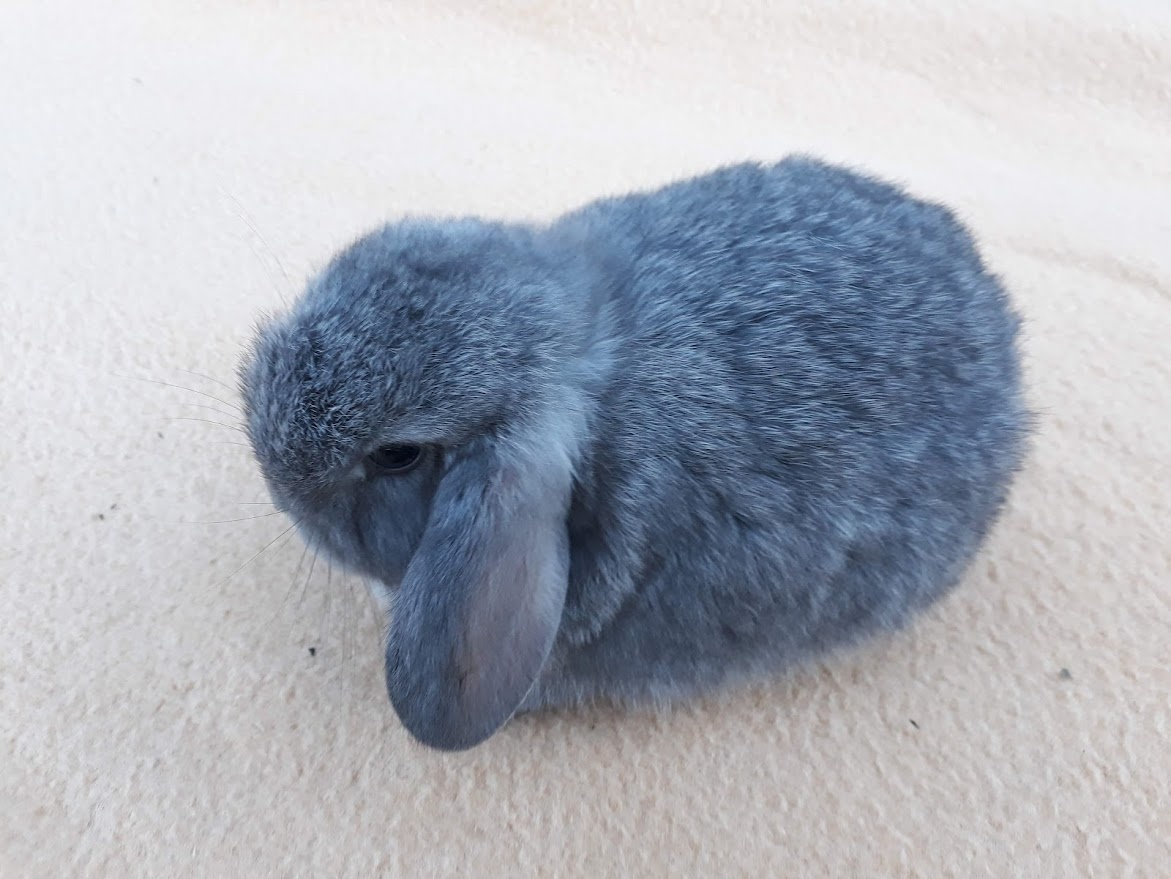 Zakrslý baranček -zdrobnelý - 6