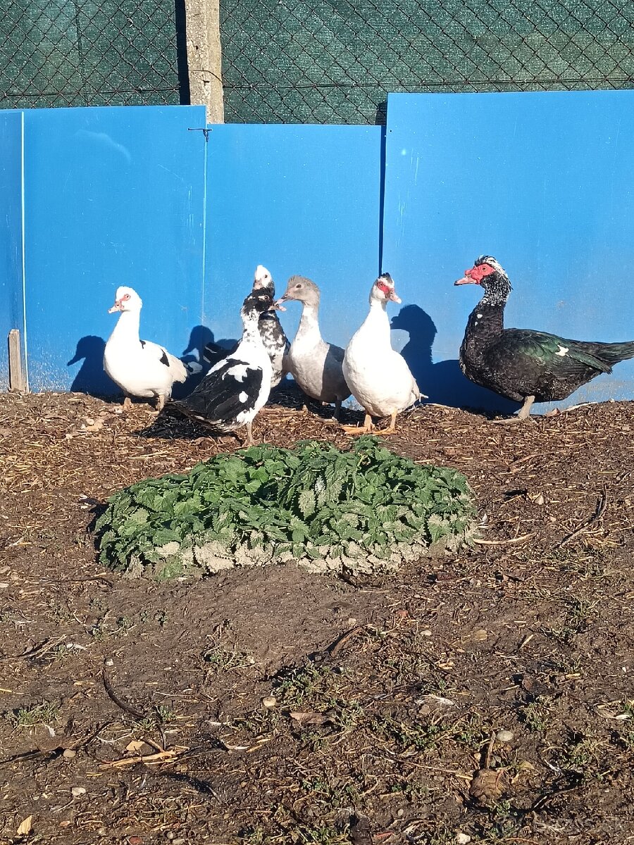 čínske kačice - 6