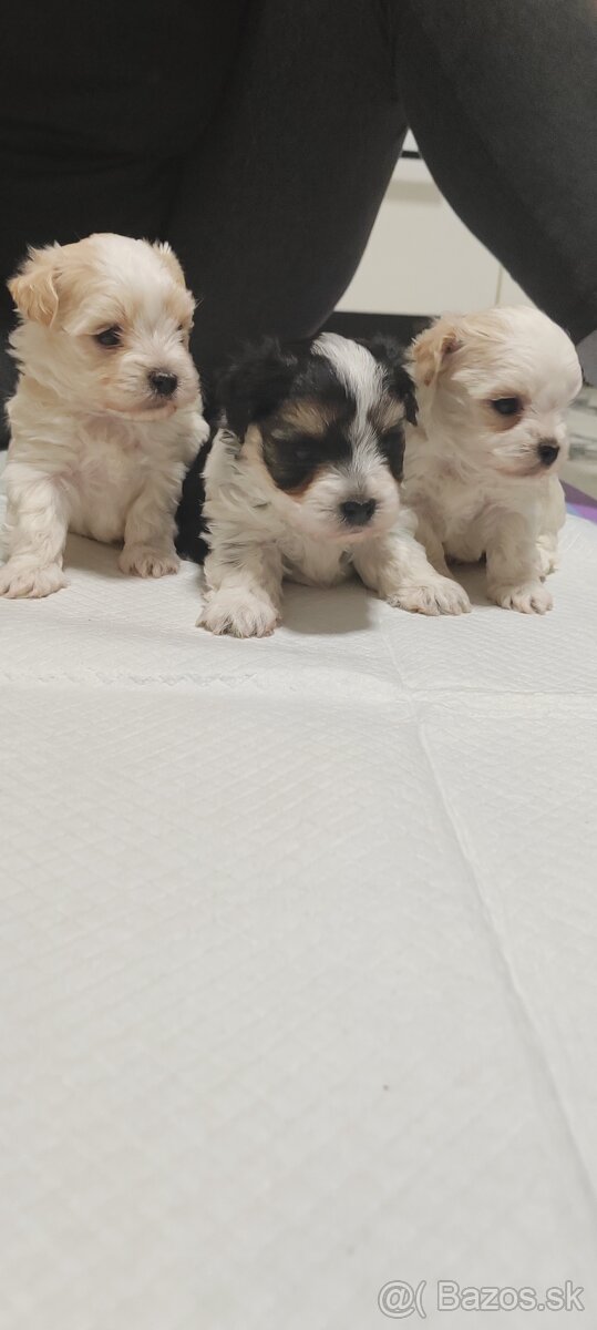 Predám Yorkshire terrier mini - 6