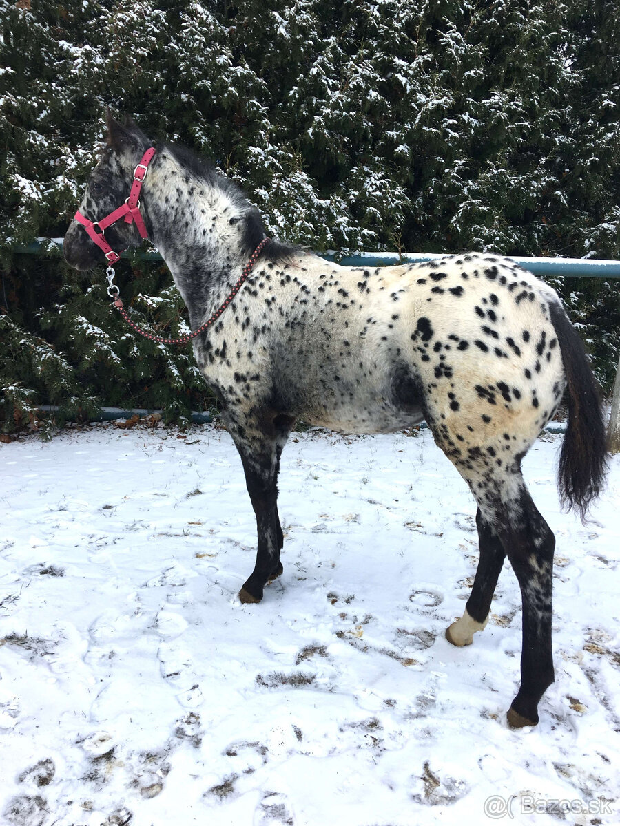Appaloosa - 6
