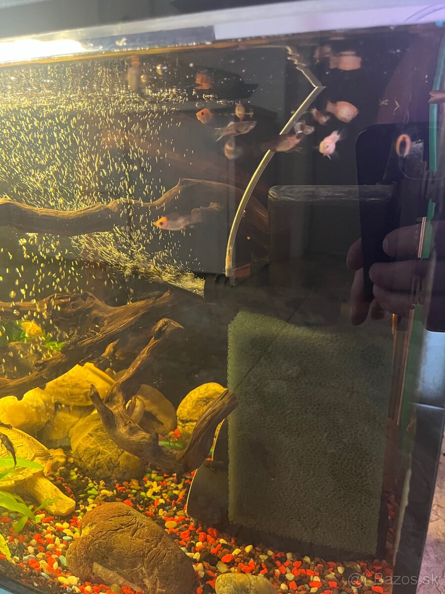 Predám mladé rybičky - 6