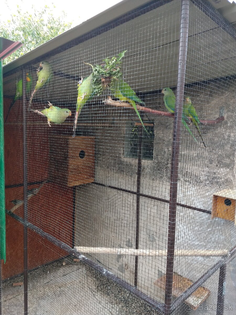 Papagáj nádherný - 6