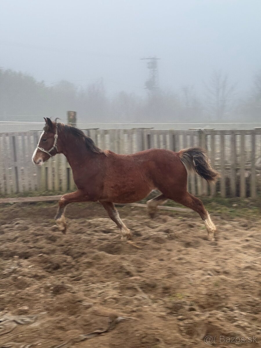 Brzy dvouletý valach Welsh Cob - 6