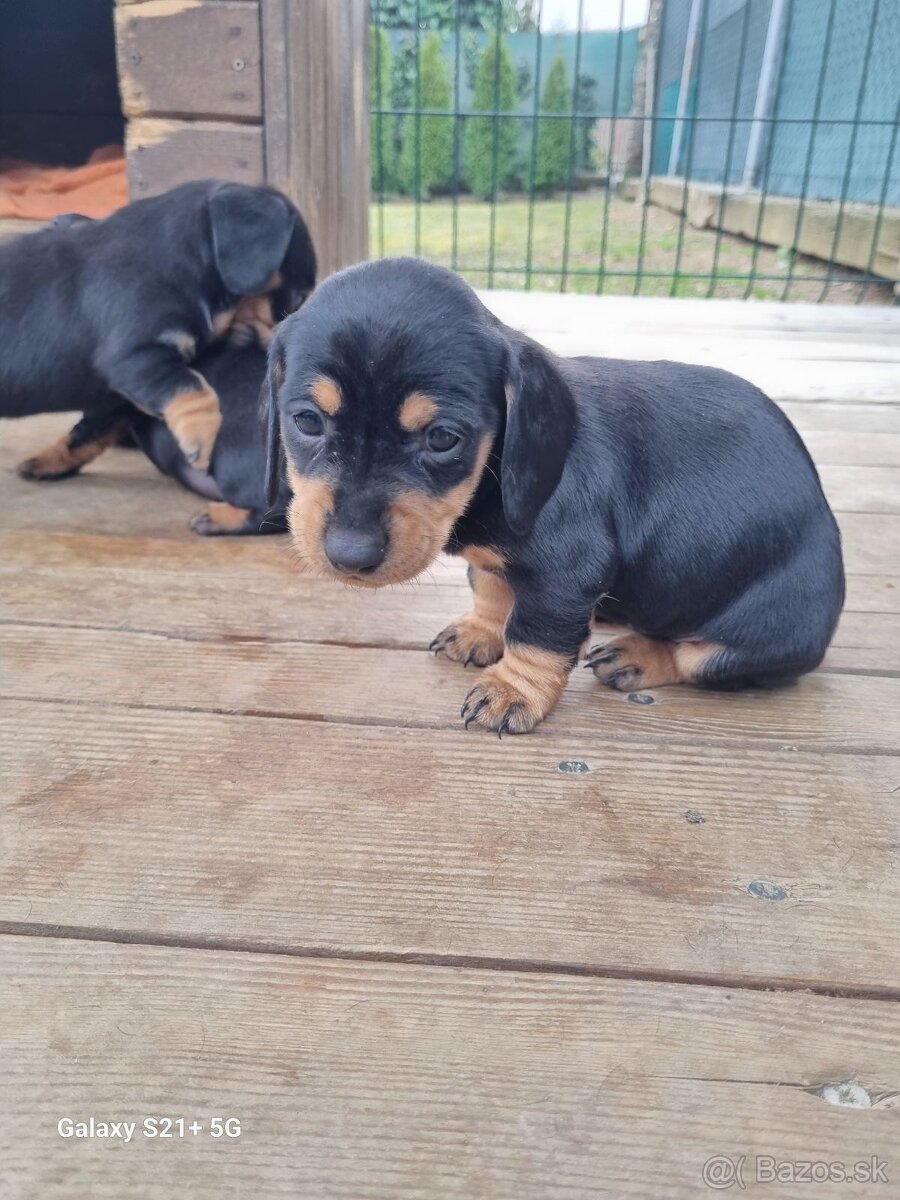 jazvecik trpaslici kratkosrsty - 6