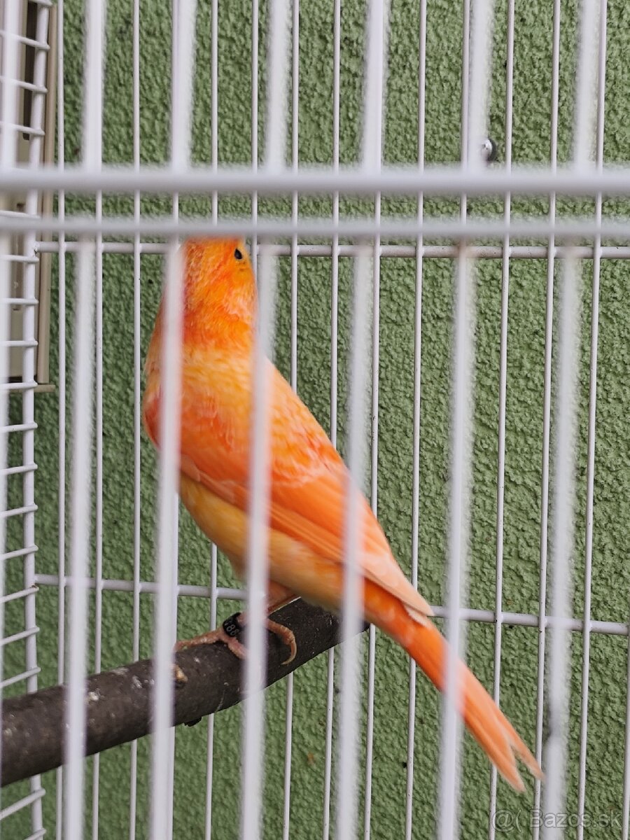 Predám kanárikov . - 6