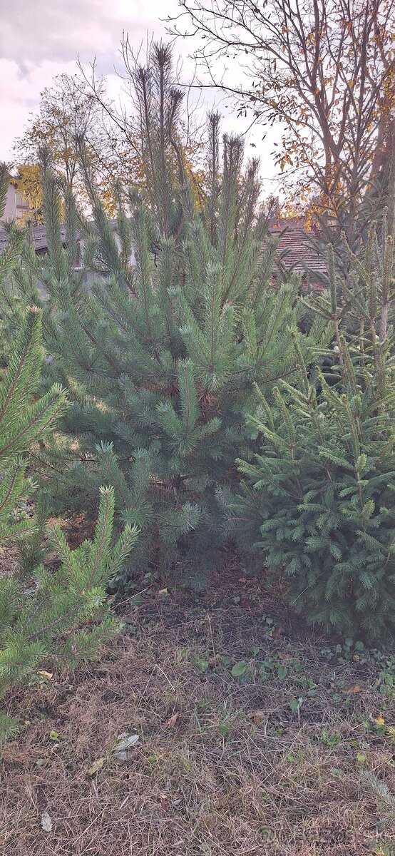 Živé smreky🎄 ako Vianočný stromček🎄 - 6