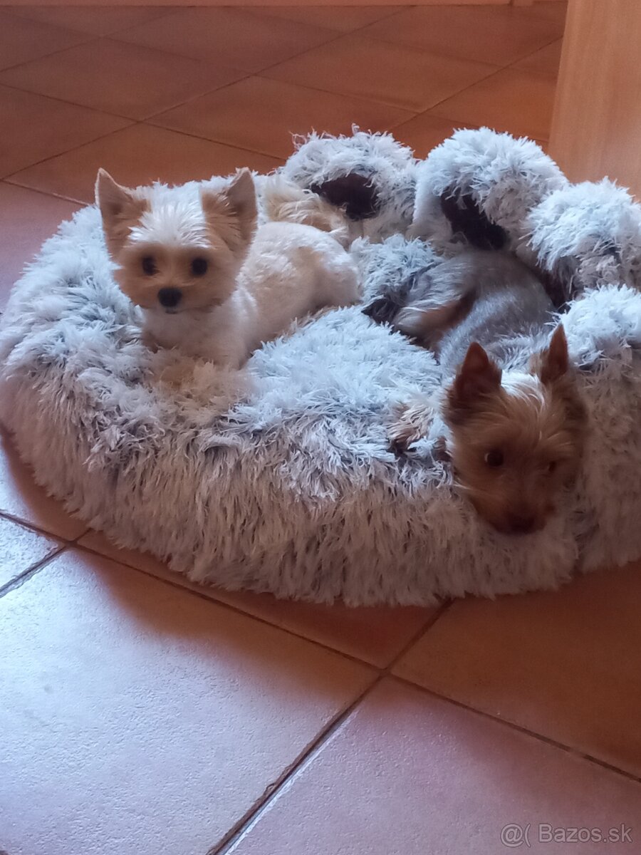 Yorkshirsky teriér - 6