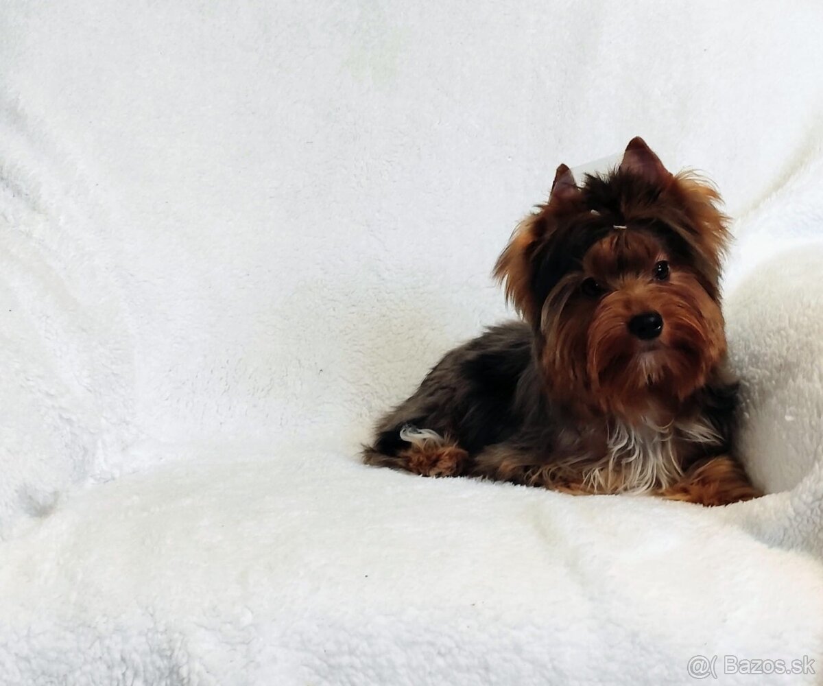 Yorkshire teriér, Yorkshire teriér s PP - 6